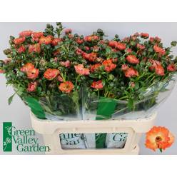 Ranunculos Magical Salmousse "AAA" 70cm 90gr "T20"