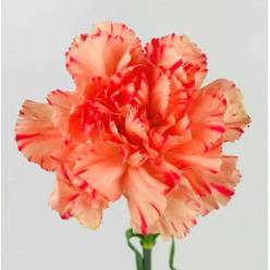 Clavel Nac. 70cm Bryce+