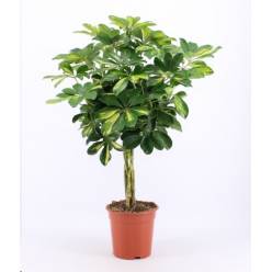 P. Schefflerar Ar Gold Capell Trenzada 21/70cm