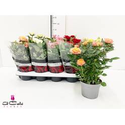 P. Rosal Kordana 5 surt 10.5/26cm "CC11"