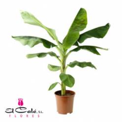 P. Musa Dwarf Cavendish  21/120cm