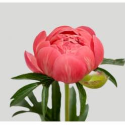 Peonia Italia Coral Sunset 60cm