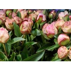 Peonia Italia Gardenia 60cm