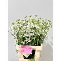 Orlaya Nac. Blanca 60cm