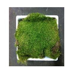 Musgo Verde 3Kg (7 Dias - 2�)