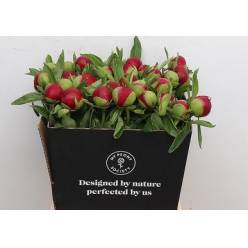 Peonia Red Charm 50cm (7 Dias - 2�)