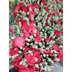 Clavel Solomio Italia Rojo 60cm "T50" (7 Dias - 2�)