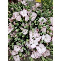 Clavel Solomio Italia Mariposa 60cm "T50" (7 Dias - 2�)