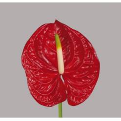 Anthurium Hol. Eterno Rj �13  "CC12" (7 Dias - 2�)