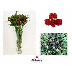 Alstroemeria Nac. Roja 80cm (7 Dias - 2�)
