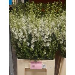 Delphinium Hol. Cons R Q White 80cm (7 Dias - 2�)