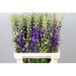 Delphinium Hol. Cons R Q Dark Blue 80cm (7 Dias - 2�)