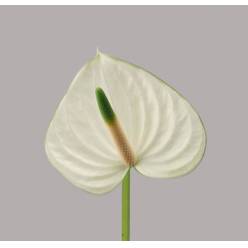 Anthurium Hol. Snowy �7-9  "CC15" (7 Dias - 2�)