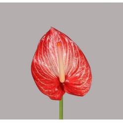 Anthurium Hol. Caldonia �13  "CC12" (7 Dias - 2�)