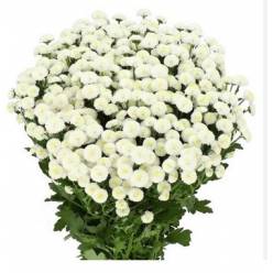 Santini Mad. Ideal White 1200gr "T25" Bl.
