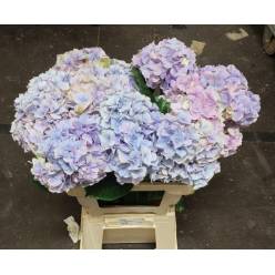 Hortensia Hol. My Minerva 60cm �14/16 Malva