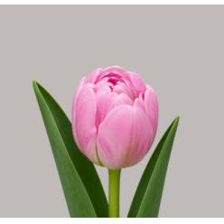 Tulipan Hol. Double Voque  40cm Fuc.