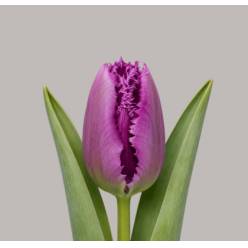 Tulipan Hol. Fr. San Clemente 45cm Mor.