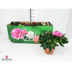 P. Azalea Si Vogel Mixta 13/28cm x8