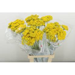 Achilea Hol. Park Variety 60cm "T25"