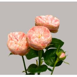 Ramificada Royal Blush Charm 50cm 35gr "Premium"