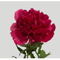 Peonia Hol. Command Perf 60cm "AAA"