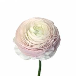 Ranunculos Italia Elegance Nebbia 45cm