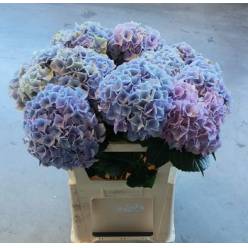 Hortensia Hol. My Minerva 75cm �18/20 Malva