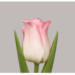 Tulipan Hol. Co Crown Dynasty 40cm