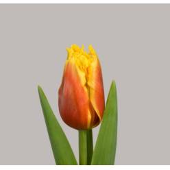 Tulipan Hol. Davenport 40cm Bic.