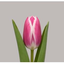 Tulipan Hol. Danger Zone 35cm Rs.