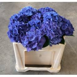 Hortensia Hol. Roy. Crown Blue 50cm �16/18 Bic.