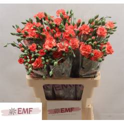 Clavel Hol. Mini Orange Amelie 65cm 45gr