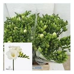 Fresia Hol. San Remo 55cm 25gr Bl. "T50"