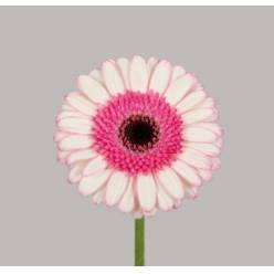 Gerbera Mini Hol. Demi "T20"