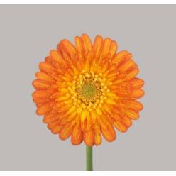 Gerbera Mini Hol. Gizela "T20"