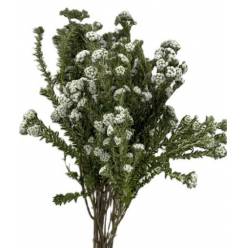 Safari Cotton Bush 50cm