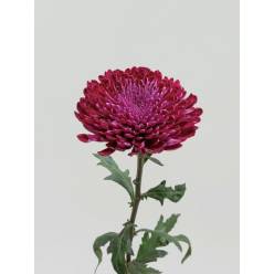 Uniflor Col. Gaviria Purple Mo.