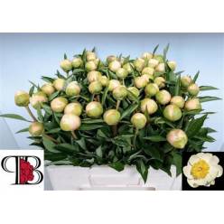 Peonia Italia Clare De Lune 60cm