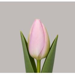 Tulipan Hol. Signum 35cm