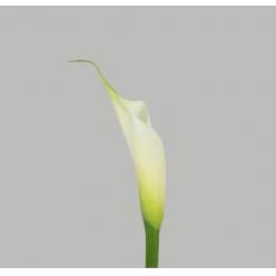 Calla Gr. Eydolls White 90cm