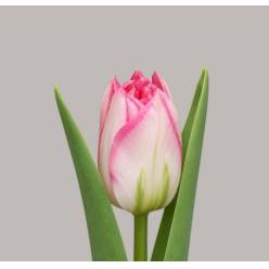 Tulipan Hol. Doble Pink Delight 45cm Rs.