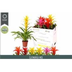 P. Guzmania Mixta 3 Srt 12/55cm x6