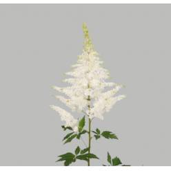 Astilbe Whasinthong 60cm (7 Dias - 2�)