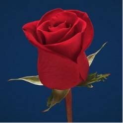 Rosa Ecu. Freedom 60cm R.NOVA (7 Dias - 2�)