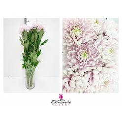 Uniflor Hol. Rossano Rosa 70g. (7 Dias - 2�)