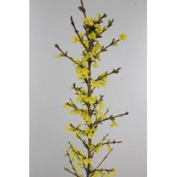 Forsytia Hol. Spectabilis 150cm (7 Dias - 2�)