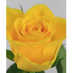 Rosa Hol. La Dorada 70cm Am. (7 Dias - 2�)