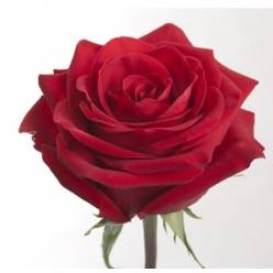 Rosa Ecu. Check Mate  50cm Rj. (7 Dias - 2�)