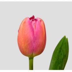 Tulipan Hol. Barcel Pink 48cm (7 Dias - 2�)
